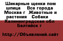 Шикарные щенки пом шпица  - Все города, Москва г. Животные и растения » Собаки   . Калининградская обл.,Балтийск г.
